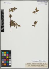Foto von Salix alpina Scop. x Salix retusa L.